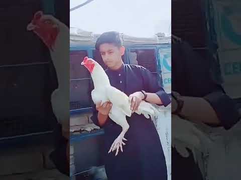 Aseel heera # HASHTAGS # king