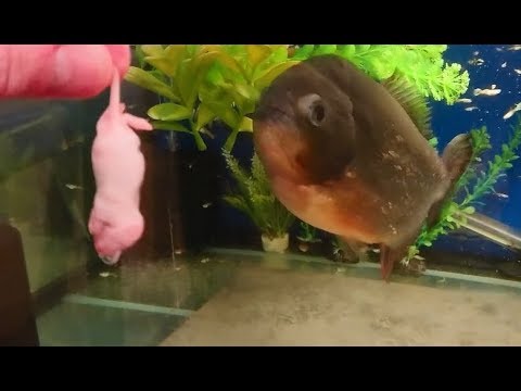 A mouse for crazy reg my piranha (filmed using a Sony xperia xz premium)