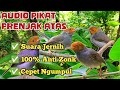 Suara Pikat Prenjak Klawu Tamu Paling Ampuh 2023 Suara Pikat Anti Zonk