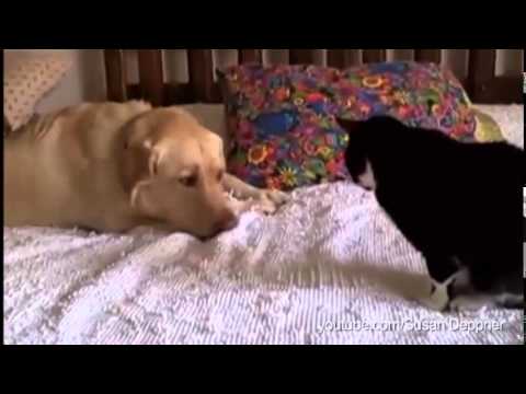 Perros Intentando Hacer Amistad Con Gatos