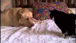 Dogs Annoying Cats with Their Friendship - Huffington Post