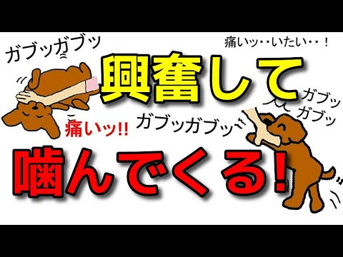 犬が私を撫でると噛むのはなぜですか?
