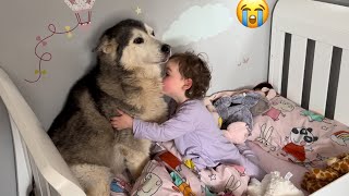 The Best Way To Wake Up My Baby! Bring The Husky!😭. [CUTEST VIDEO!!]