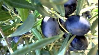 Andaluces de Jaén - Aceituneros Altivos