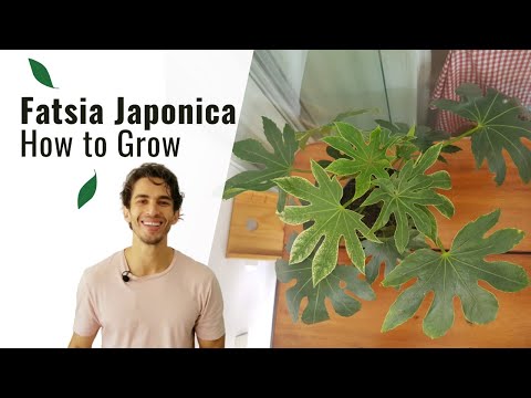 How to Grow and Care for a Fatsia Japonica Indoors