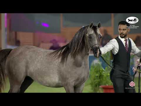 N 151 BASMAH ALTHAMER   10th Arabian Horse Show for local Breeders in Saudi Arabia 2021   Yearling F