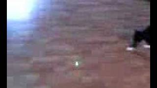 green laser n kitty kat