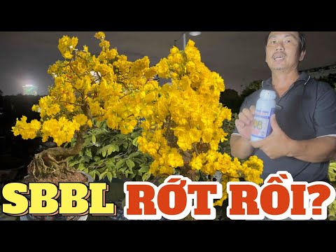 SBBL rớt rồi? Cách chăm sóc mai vàng ngừa rủ rụng nụ Lộc Tài chia sẻ bí quyết nuôi bông to vàng rực