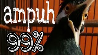 Download lagu JALAK SUREN|| AMPUH BUAT PANCINGAN YANG LAGI MACET mp3 Download lagu JALAK SUREN|| AMPUH BUAT PANCINGAN YANG LAGI MACET mp3