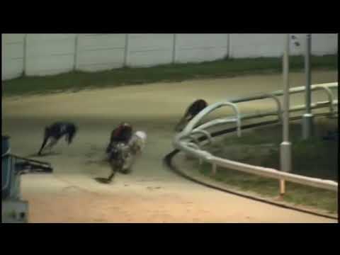 BGBF British Bred Northern Plate Heat 5 - Glengiblin Billy