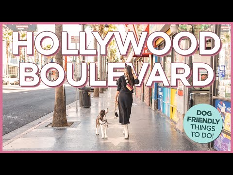 Visiting Hollywood Boulevard Walk of Fame With the Dogs in Los Angeles