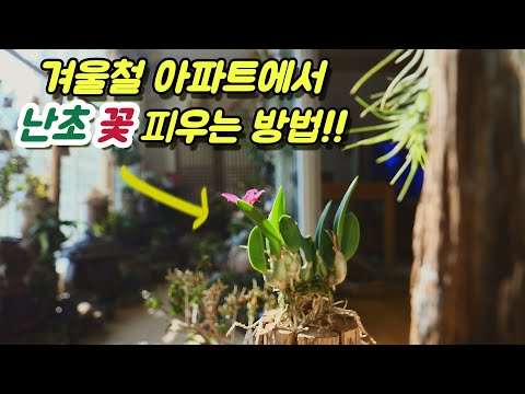 , title : '겨울철 아파트 난초 꽃 피우는 방법과 관리 비결'