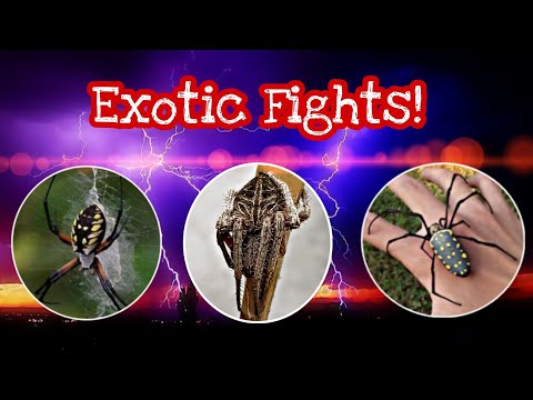 Exotic Fights!! Samurai Spider, Golden orb weaver and Samon Spider! Spider Fight