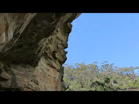 George, King of the Jungle - Bardens Lookout, Blue Mountains