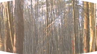 PRINCESS CENTURY 'Domestic' [OFFICIAL VIDEO]