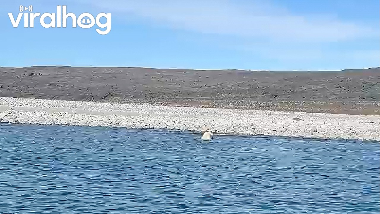 Young Polar Bear With Its Catch || ViralHog