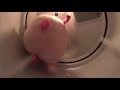 Pig In The Laundry Don T Ask