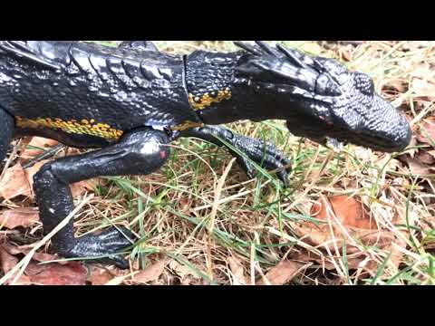 Jurassic World (stop motion): Blue vs Indoraptor