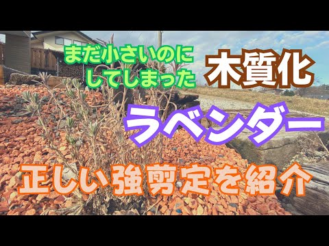 冬の終わりにラベンダーの剪定をすべきですか?簡単なメンテナンスのヒントに従ってください。  庭園