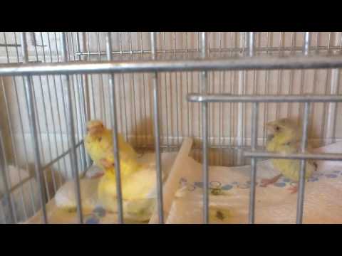 Breeding greenfinches