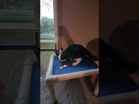 Berry, an adoptable Domestic Short Hair in Hampstead, NC_image-1