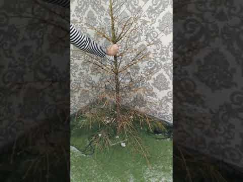 С Новым Годом