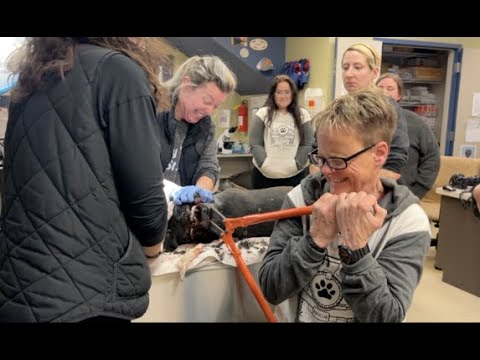 Dog with embedded collar rescued