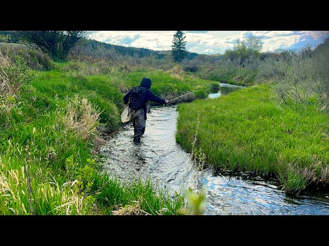 48 Hrs Alone / Truck Camping / Fishing Wild Trout In Remote Wilderness