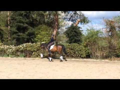 ALL INKLUSIVE WE 10j. DR - L-Dressur/ A-Springen - for sale-