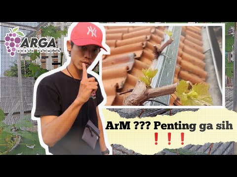 , title : 'Pentingnya pembentukan ArM sejak dini | Pekebun Anggur Wajib Terapkan Metode ini'