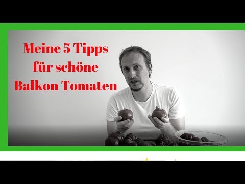 , title : '5 Tipps für eine erfolgreiche Tomatenernte auf dem Balkon 🍅'