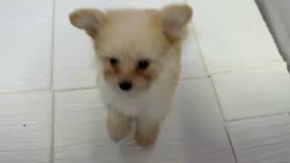 ハーフ犬の動画01