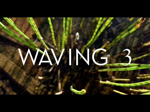 Video thumbnail for Waving 3