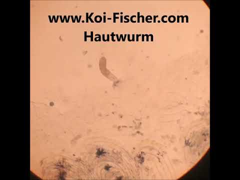 Koi Parasiten Hautwurm, Gyrodactylus, Dactylogyrus, www.Koi-Fischer.com