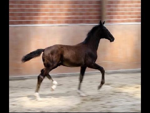 Oldenburger Hengstfohlen von Danciano / K2, Mai 2015