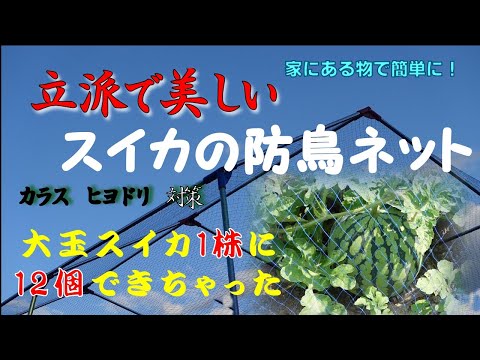 夏に果樹を昆虫や鳥から守るにはどうすればよいですか？編集者によってテストされ承認された 6 つのヒント  庭園