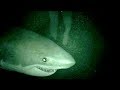 OPEN WATER 3: CAGE DIVE (2017) Official Trailer (HD) KILLER SHARKS FOUND FOOTAGE
