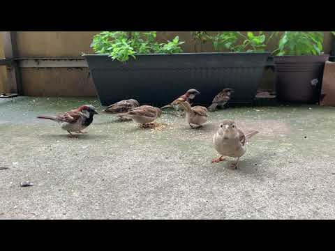 Sparrow Sounds for Relaxing, Focusing & Concentrating