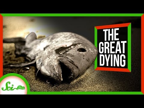 シベリアの罠。2億5千万年前の犯罪現場 (The Siberian Traps: A 250 Million Year Old Crime Scene)