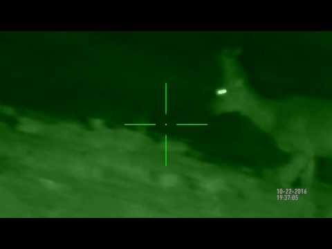 Rehbock auf 50m gefilmt mit ATN X-Sight und 940nm IR-Strahler