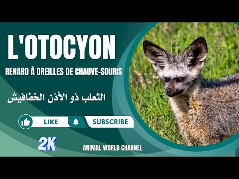 Le chien à oreilles de chauve-souris : L'incroyable Otocyon