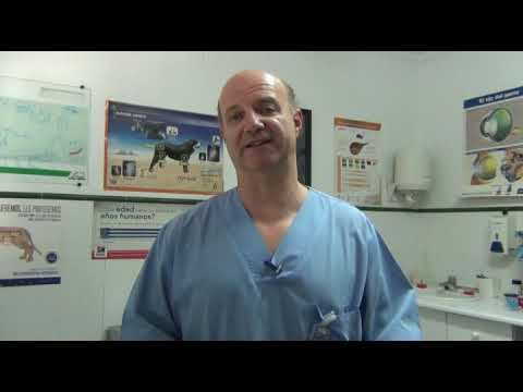 My dog ​​is bleeding from the nose.