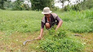 Download lagu Pak gopar tukang ngarit part 3 mp3