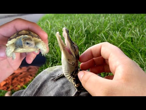 PLAYING With BABY ALLIGATORS **They aren’t So MEAN**