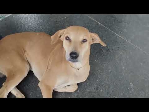 ഇവനെ കണ്ടപ്പോൾ ഒരുപാട് സന്തോഷം ആയി എന്റെ അമ്മു അവൾ ഇത് പോലെ തിരിച്ചു വന്നാൽ മതിയായിരുന്നു 😔