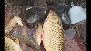 Cormorant vs Giant Carp 10KG | Fishing With Birds in China