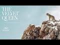 The Velvet Queen - Trailer