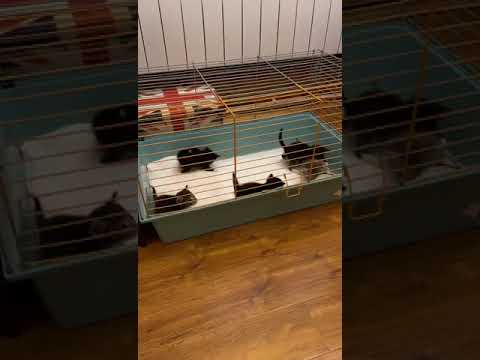 Новости про котят из Одинцово (Мамоново)