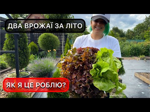 Що і як сіяти у липні. Культури для другого посіву та поради для гарного старту