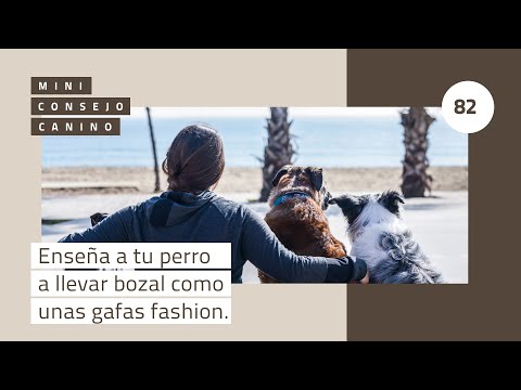[Mini-CONSEJOcanino82] Enseña a tu perro a llevar bozal como unas gafas fashion.